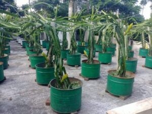 টবে ছাদে ড্রাগন ফল চাষ পদ্ধতি